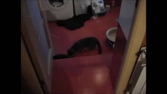 Реакция нормальной русской кошки на огурец или кабачок. смотреть онлайн