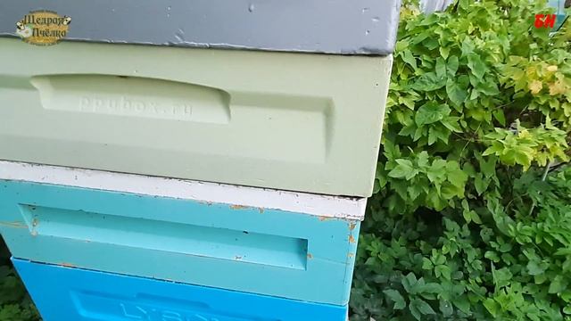 пасека, чем покрасить ульи ППУ и ППС смотреть онлайн