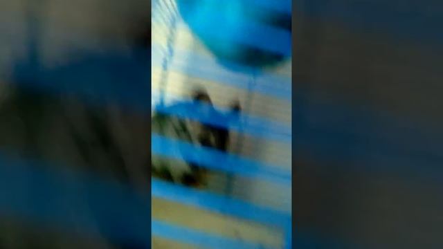 Факты о шиншиллах смотреть онлайн