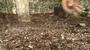 33 Богатыря для восстановления плодородия и получения богатого урожая