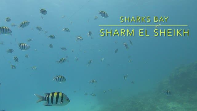 4К Дайвинг на рифе Sharks Bay, Sharm El Sheikh смотреть онлайн