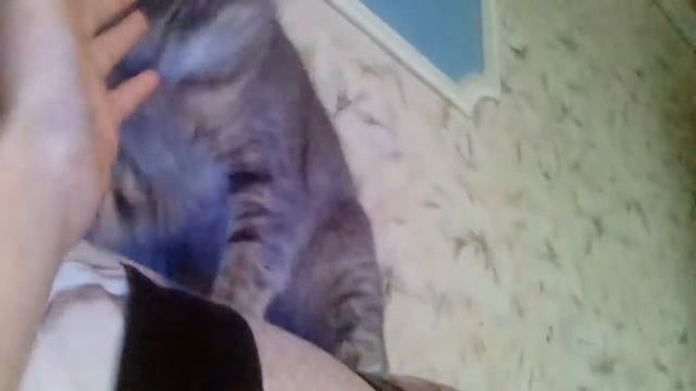 Кошка хочет кота смотреть онлайн