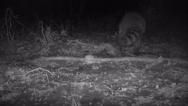 NEW Spiderman WHOPPER Left in the Woods!! [TRAIL CAMERA] - Wildlife React смотреть онлайн