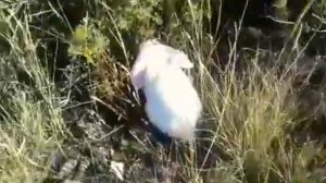 Влог, прогулка с кроликом(часть 3)Хорошая прогулка в степи