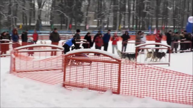 Алтын Чана 2013 С4 (упряжки 4 собаки).mp4 смотреть онлайн