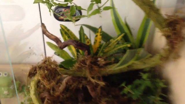 Setting Up A Tree Frog Terrarium смотреть онлайн