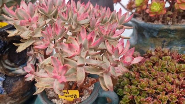 #다육의 계절 환상적인 #양진 #카시오적금 #트럼소 감상해 보세요. смотреть онлайн