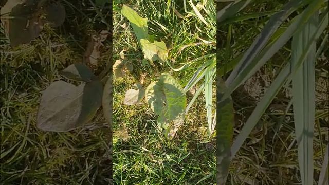 #щавель Щавель в Германии смотреть онлайн