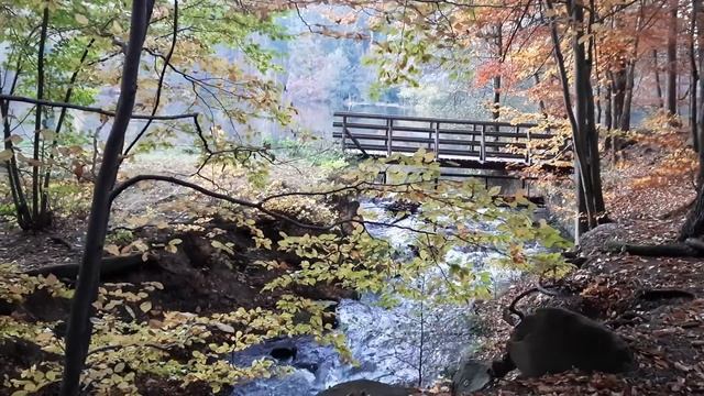 Успокаивающий шум лесной речки поздней осенью смотреть онлайн