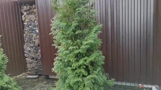 Туи весной.Обработка от болезней и вредителей.Стрижка. смотреть онлайн