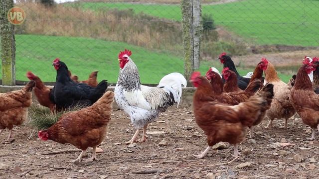 Som dos Animais - Animais da Fazenda - Farm Animal смотреть онлайн