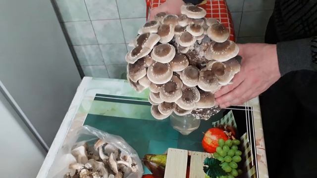 GRIBOED. Собрал урожай грибов в квартире - Шиитаке!
