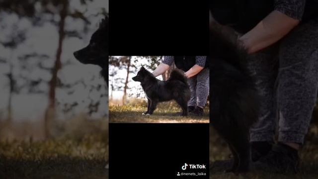 Наши собаки породы Оленегонный шпиц (Ненецкая Оленегонная Лайка) смотреть онлайн