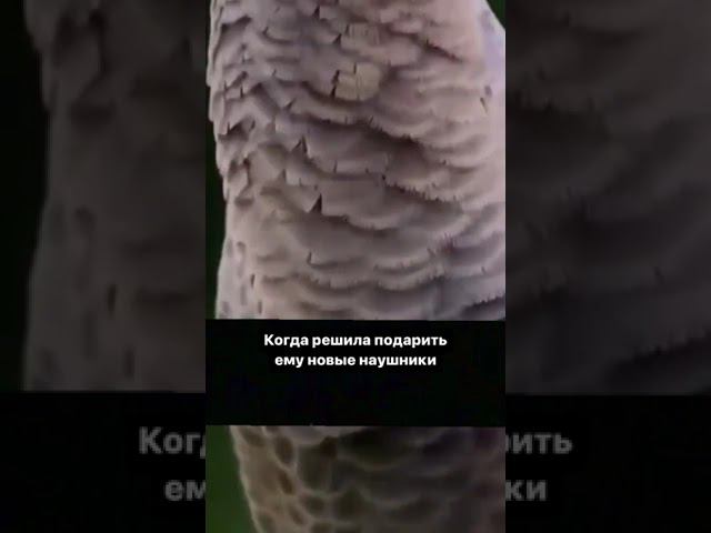 Чем раньше, тем лучше смотреть онлайн