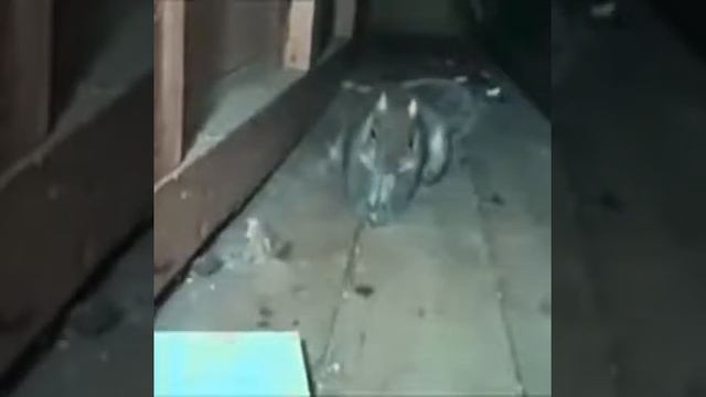 #Животные Бешеная белка смотреть онлайн