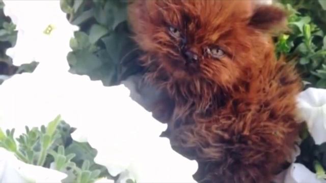 Все воротили нос от этого котёнка. Но только посмотрите, во что он вырос! смотреть онлайн