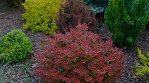 Цветущие кустарники для сада, многолетние и неприхотливые