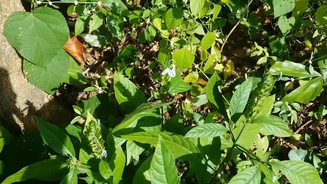 || CHECKING ON SOME PLANTS IN BACKYARD ||