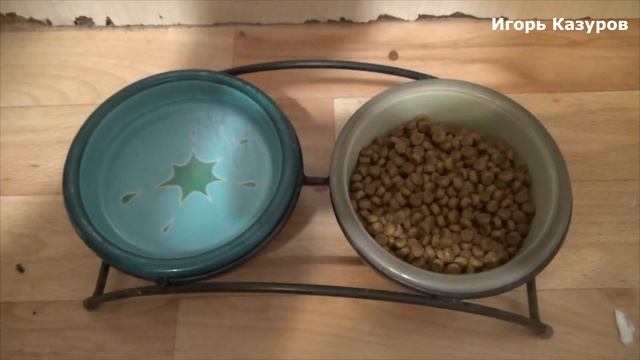Йоркширский терьер мини отзывы смотреть онлайн