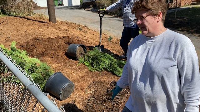 Backyard Renovation Part 4 - Planting Evergreens 🌲❤️🌲 смотреть онлайн