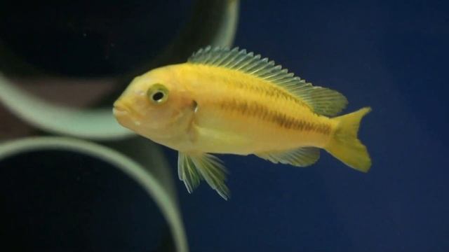 Псевдотрофеус Йохани (Pseudotropheus johanni) смотреть онлайн