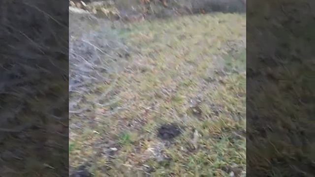 Прийшлось на дачі дерева допиляти, план заготовити дрова вдався на 100% смотреть онлайн
