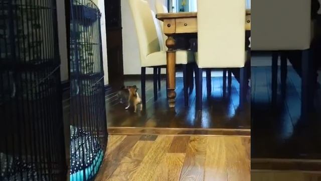 гладкошёрстная и длинношерстная чихуахуа смотреть онлайн