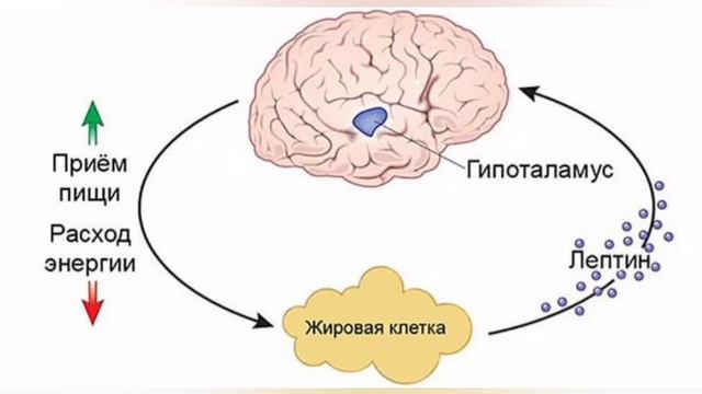 Как похудеть?Какая причина в постоянном желании кушать?Повышенный аппетит!Что делать? смотреть онлайн