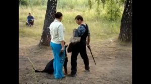 ЗКС ротвейлер. Дрессировка ротвейлера на защиту