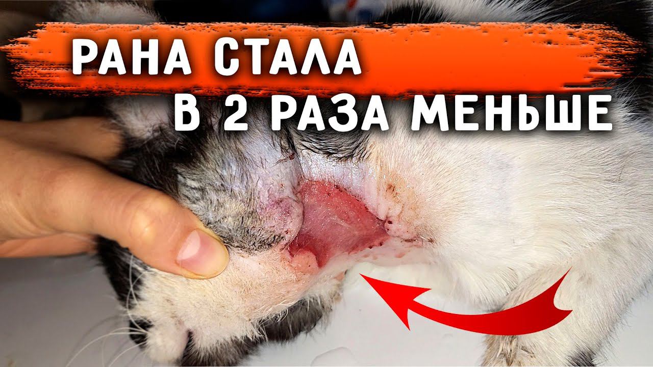 Нам нужна помощь. Меня СВАЛИЛИ собаки. Какосик сопротивляется всему, прием у врача. Он долго терпел. смотреть онлайн