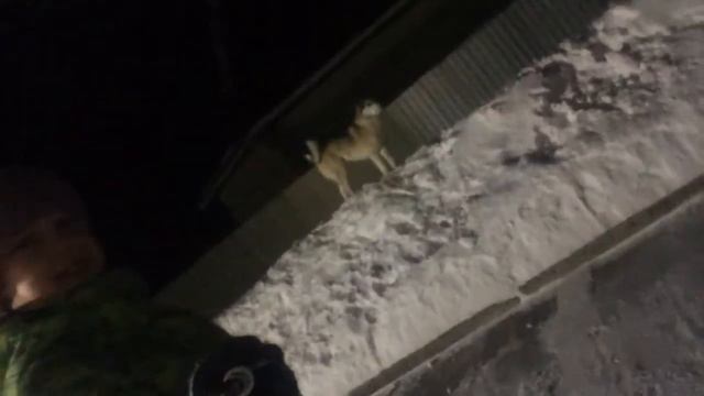 Прогулка перед сном 🌙 смотреть онлайн