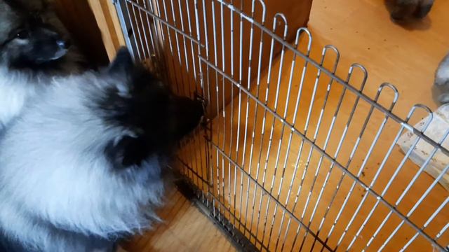 07 05 2021 дедушка Джем и щенки смотреть онлайн