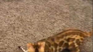 Бенгальская кошка играет | Особенности бенгальской породы