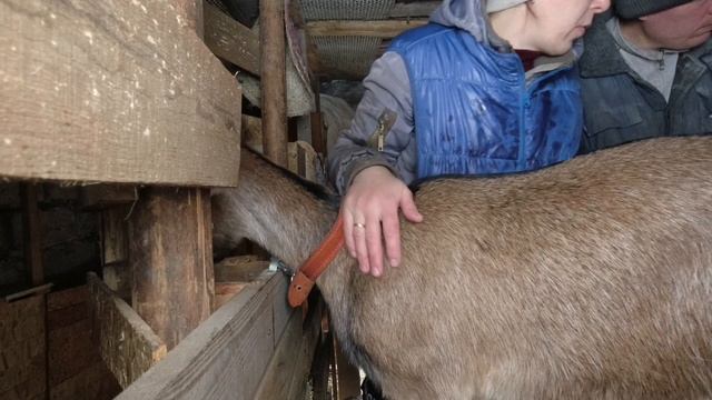 Коза заболела. смотреть онлайн