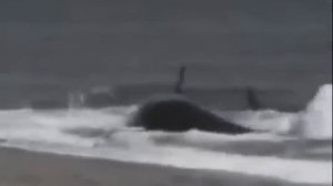 Редкое видео! Нападение касатки на человека