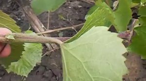 Подготовка куста винограда к прививке