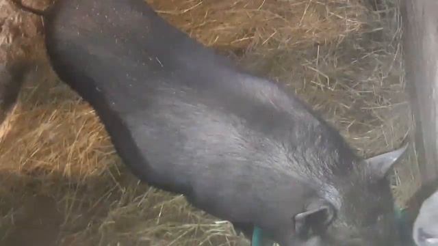 Как кормить Вьетнамскую свинку после родов, чтобы было много молока... смотреть онлайн