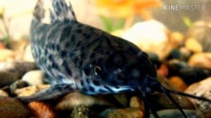 СОМИК ТАРАКАТУМ(ОБЗОР)