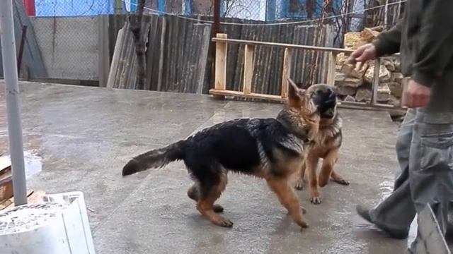 Всепогодные собаки.Щенки немецкой овчарки Ирис и Белла..Одесса.