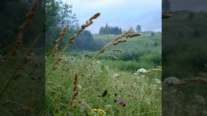 Н. Заболоцкий - Детство