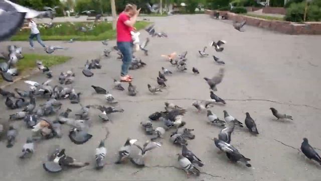 Стая голубей летит на нас