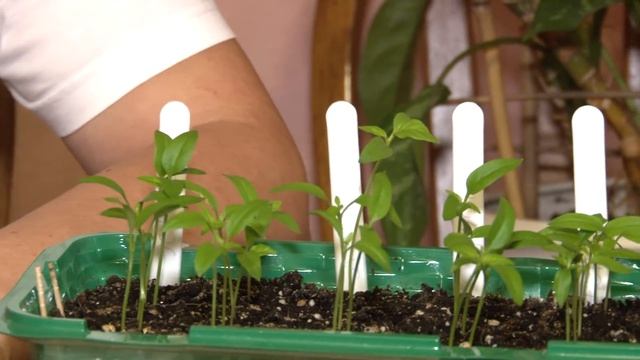 Голова садовая - НУЖНАЯ ИНФОРМАЦИЯ! Хитрости садоводства смотреть онлайн