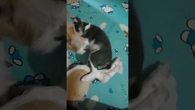 naglalaro ang mag-iina namin. si milo at anak nya "ecoi" смотреть онлайн