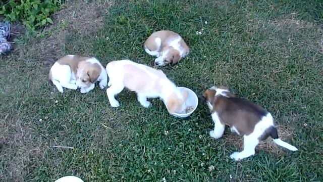 Kromfohrlander puppies 7 weeks eating food.MP4 смотреть онлайн