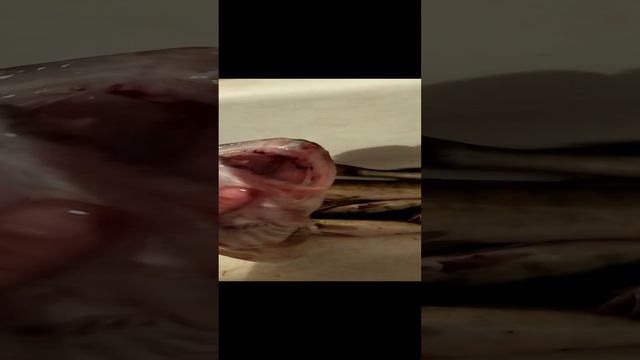 Рекордный судак на 4 килограмма! смотреть онлайн