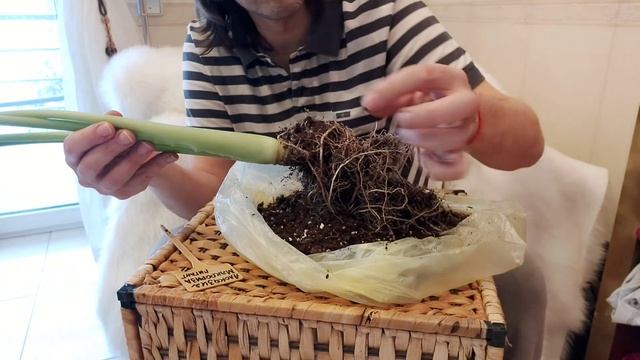 Алоказия гигант Макрориза смотреть онлайн