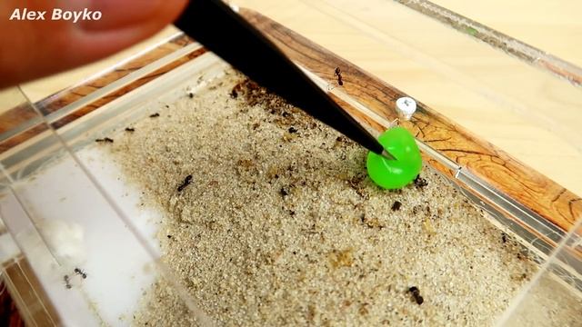 Что если убрать в муравейнике ЛИЗУНОМ? Реакция муравьев на ЛИЗУНА! Alex Boyko смотреть онлайн