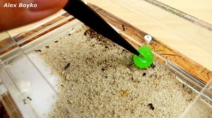 Что если убрать в муравейнике ЛИЗУНОМ? Реакция муравьев на ЛИЗУНА! Alex Boyko