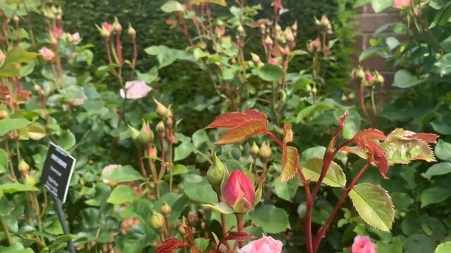 My Visit To David Austin’s HQ Albrighton | David Austin English Rose Garden And Plant Centre |