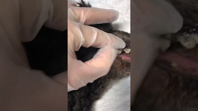 Зубной камень, пародонтоз у 9 летнего пуделя смотреть онлайн